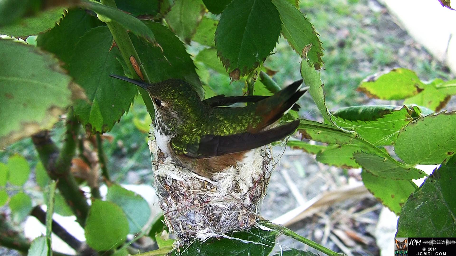 Allen's Hummingbird female in nest 